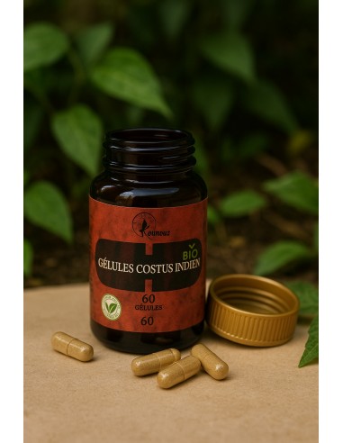 Gélule costus indien